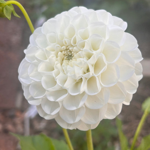Boom Boom White Dahlia