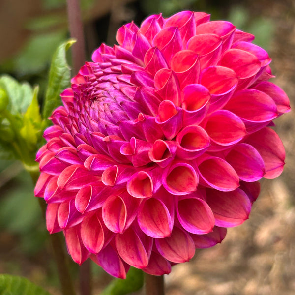 Belinda’s Bloomers Dahlia Seeds for Sale