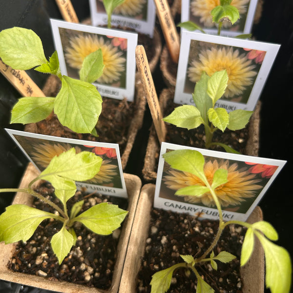 Canary Fubuki (yellow dahlia)