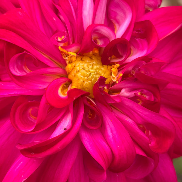 Windsong B1 - Hot Pink Dahlia Seedling