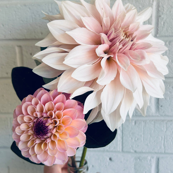 Cafe au Lait (Cream Dahlia)
