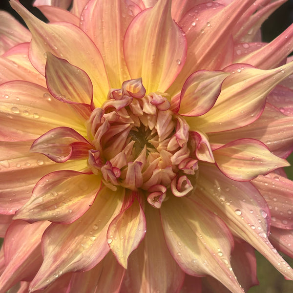 Penhill Watermelon - giant pastel orange Dahlia