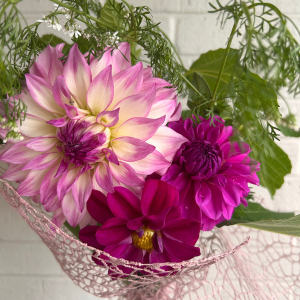 Purple Joy 157 - Purple Dahlia Seedling