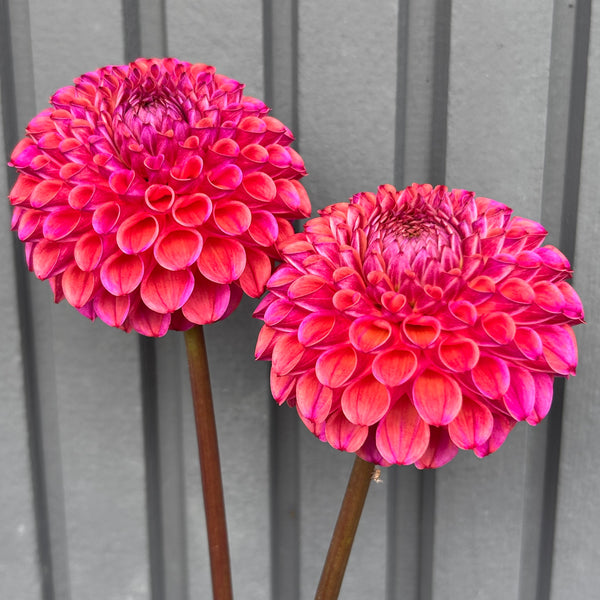 Caitlin's Joy - Purple/Peach Ball Dahlia