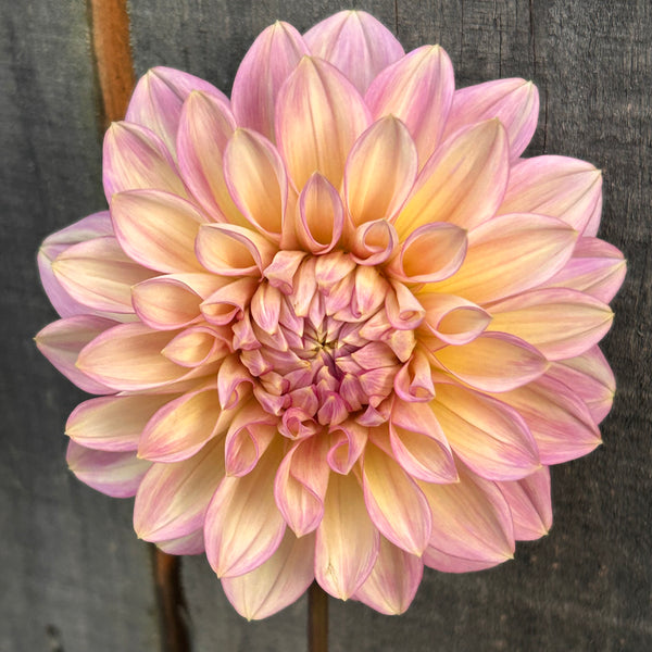 Cameo Peach (large pale pink Dahlia)