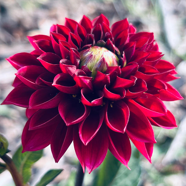 MW-B3 Seedling - dark burgundy Dahlia 2025/26