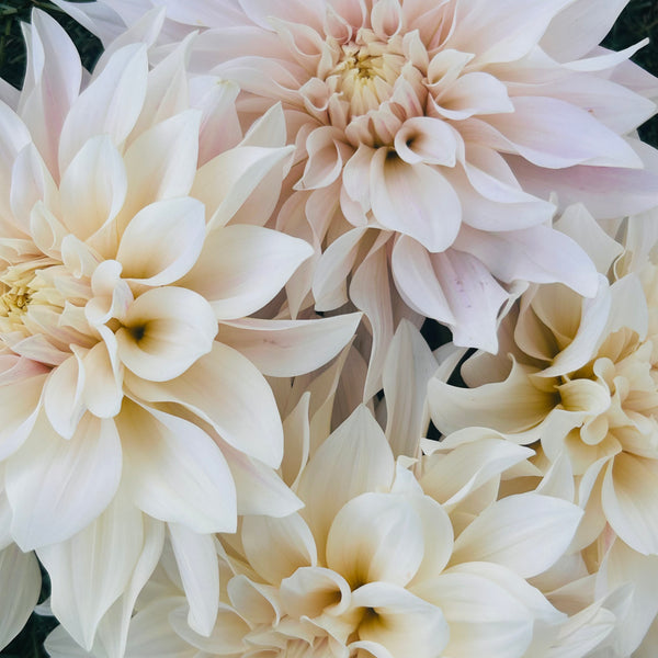 Cafe au Lait (Cream Dahlia)