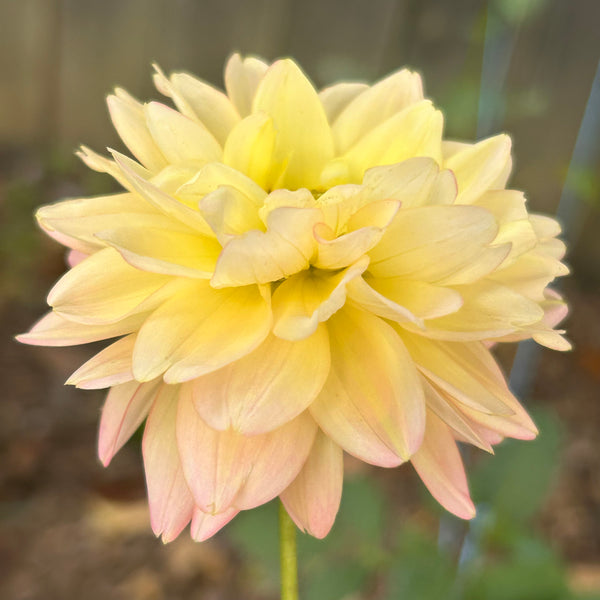 Rosemary Webb dahlia