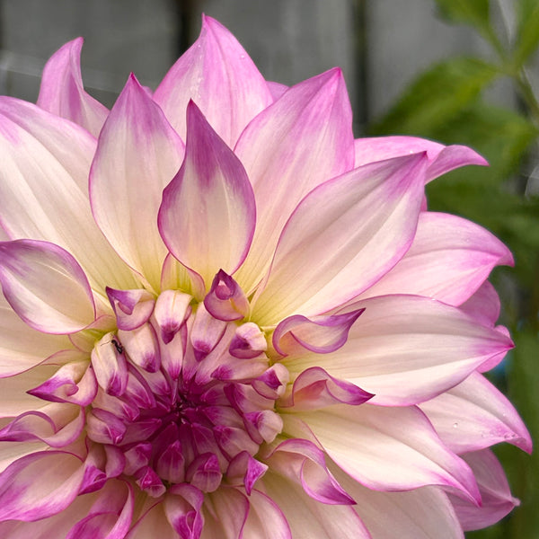 Colorado - pink frilly Dahlia