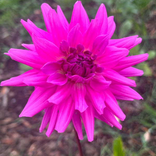 Windsong B2 - Purple Dahlia Seedling