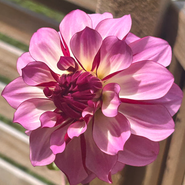 Belinda’s Bloomers Dahlia Seeds for Sale