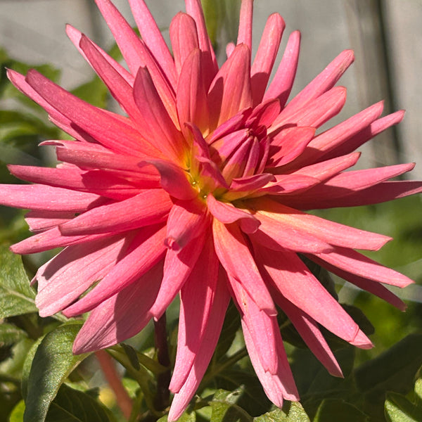 Pink Kerkrade dahlia