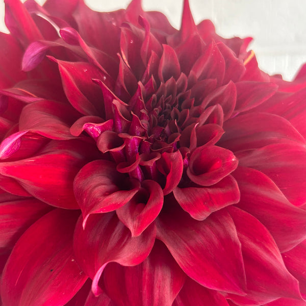 Spartacus - large velvety dark dahlia