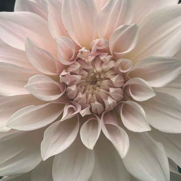 Cafe au Lait (Cream Dahlia)