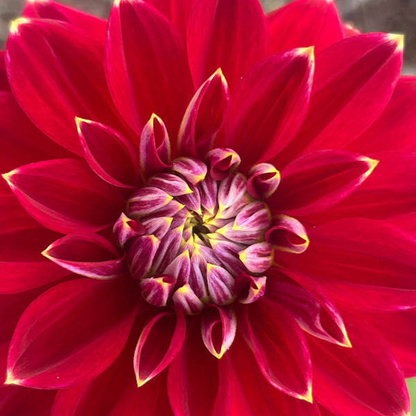 Mr Optimist dahlia
