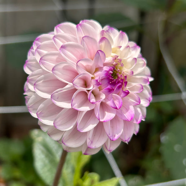 Genova (light purple and white Dahlia)