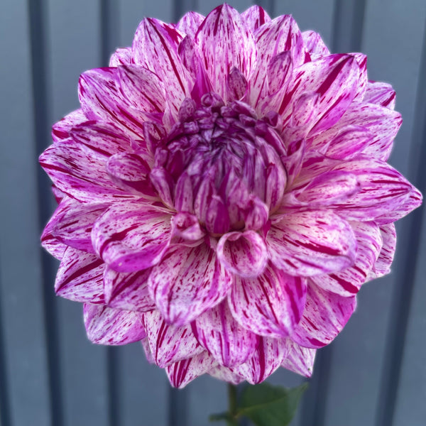 Santander dahlia