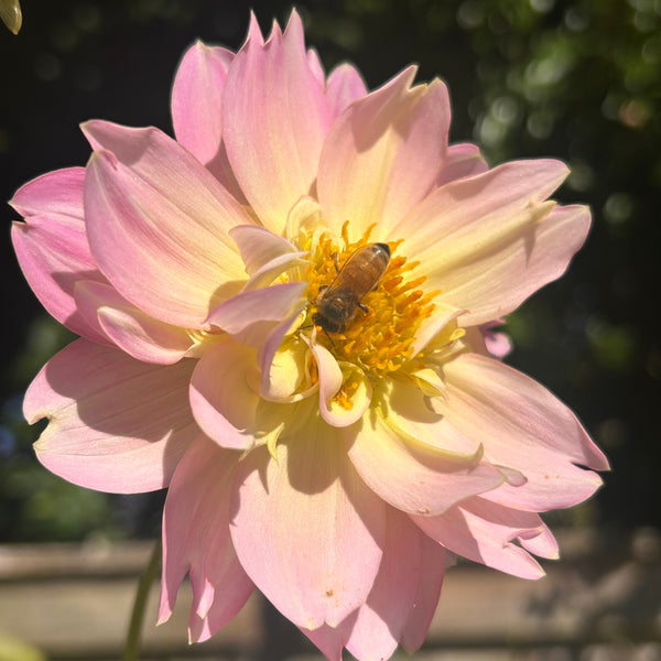 Rosemary Webb dahlia