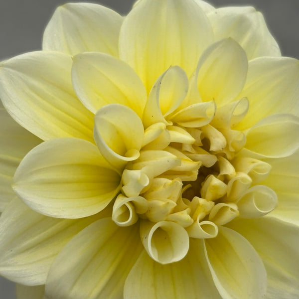 MW-A5 Yellow decorative Seedling Dahlia - Maxwelton's 1st year seedling