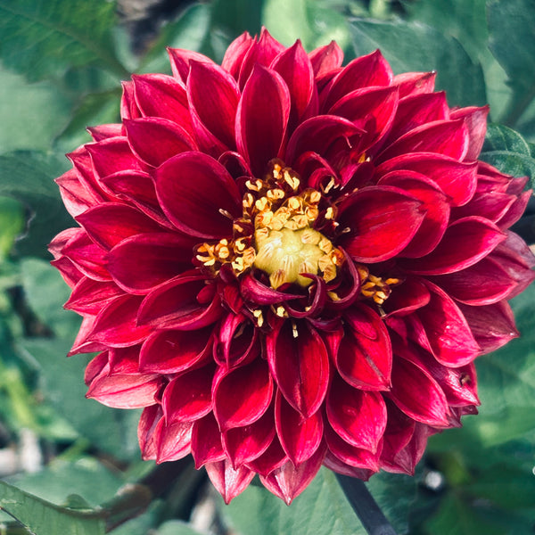 MW-B3 Seedling - dark burgundy Dahlia 2025/26