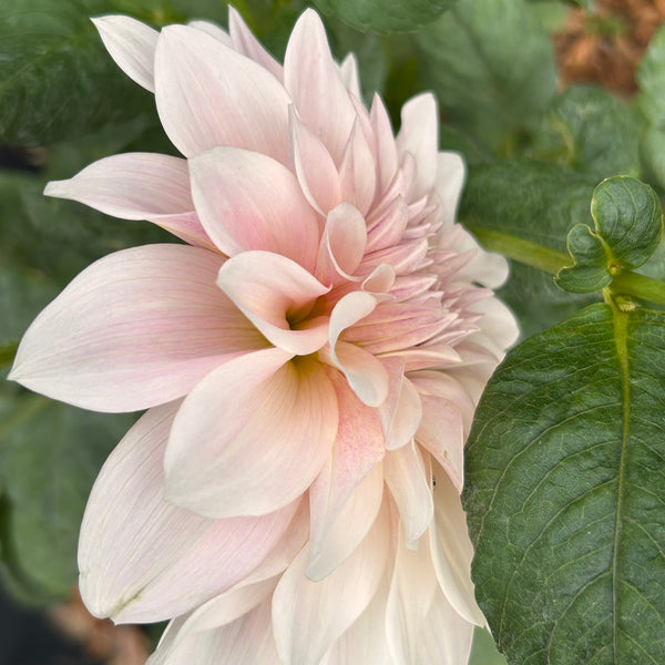 Cafe au Lait Dahlia