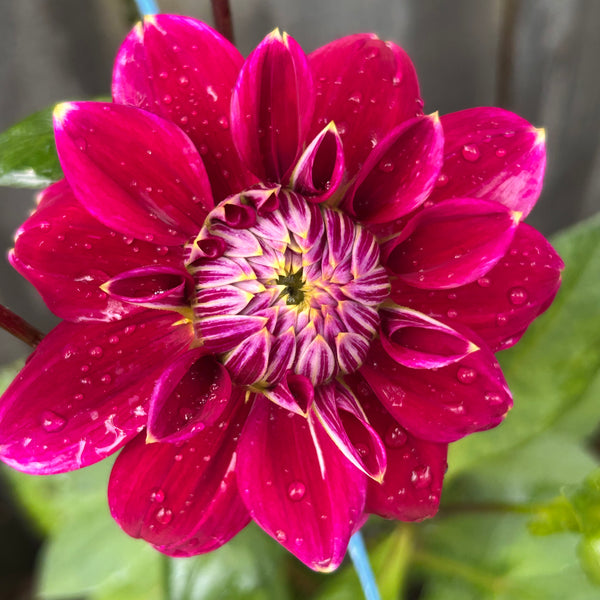 Maldini dahlia - dark purple with white tips