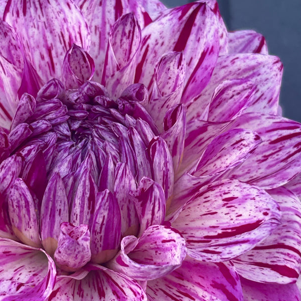 Santander dahlia
