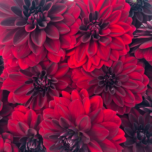 La Recoleta Dahlia (dark red-black)