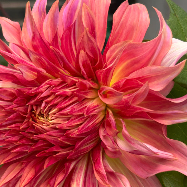 Penhill Watermelon - giant pastel orange Dahlia