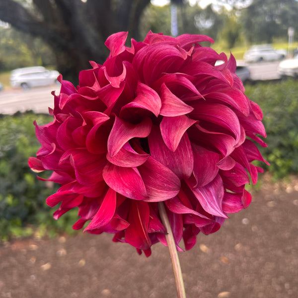 Spartacus - large velvety dark dahlia