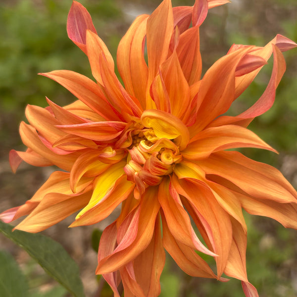 Belinda’s Bloomers Dahlia Seeds for Sale