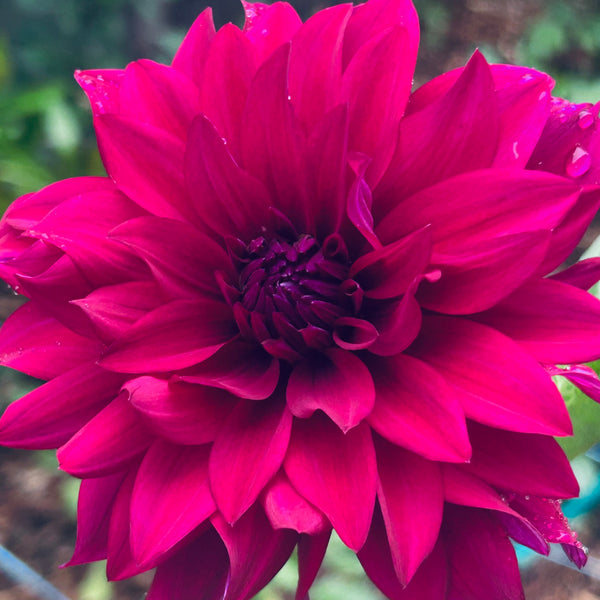 Belinda’s Bloomers Dahlia Seeds for Sale
