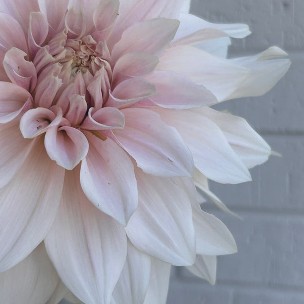 Cafe au Lait (Cream Dahlia)