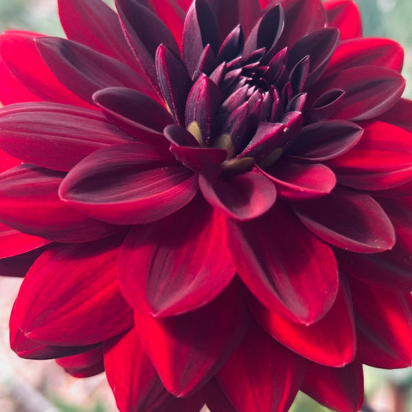 La Recoleta Dahlia (dark red-black)