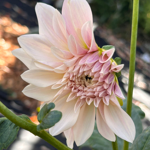 Cafe au Lait Dahlia