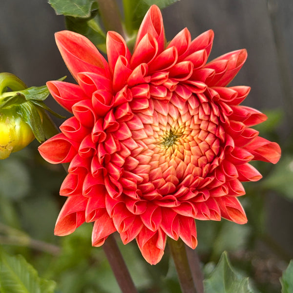 Jowey Linda - Orange Ball Dahlia