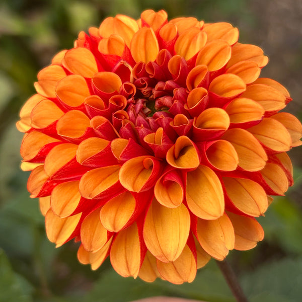 Belinda’s Bloomers Dahlia Seeds for Sale