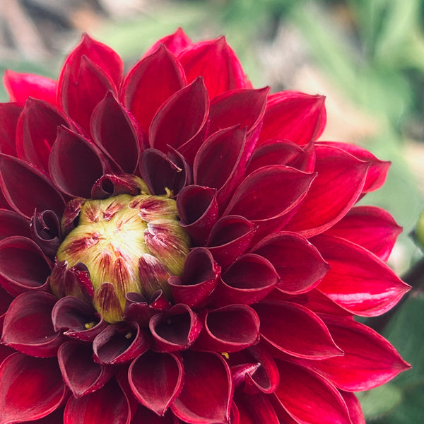 MW-B3 Seedling - dark burgundy Dahlia 2025/26