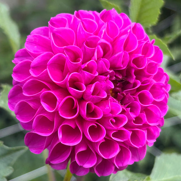 Jan van Schlaffelaar dahlia