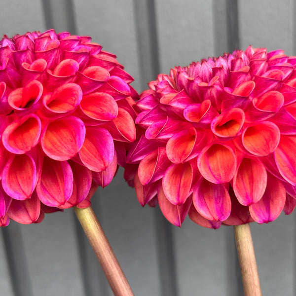 Caitlin's Joy - Purple/Peach Ball Dahlia
