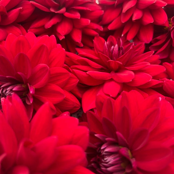 Arabian Night Dahlia (dark red/pink)