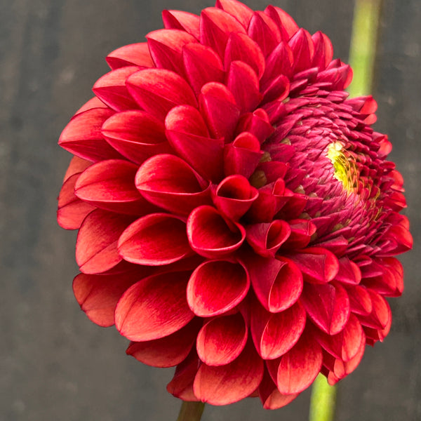 Copper Boy - Ball Dahlia