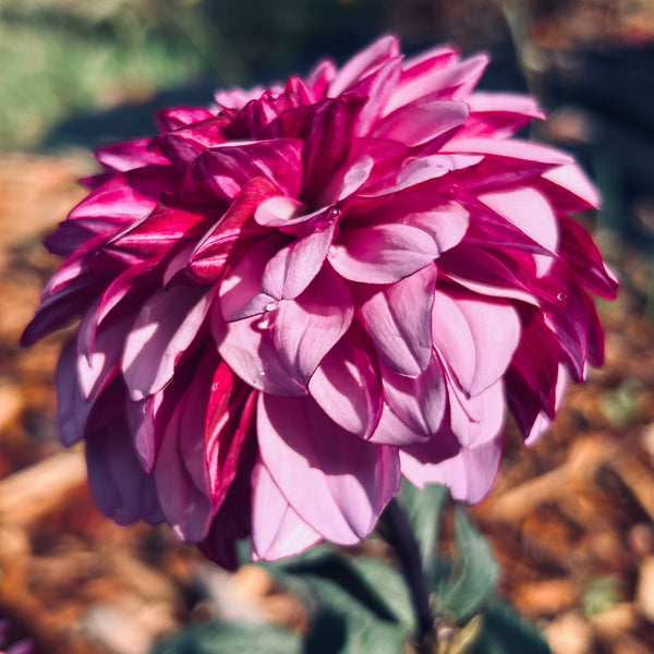 Melissa Anna Marijke Dahlia