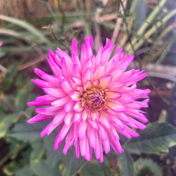 Mystery Pink dahlia