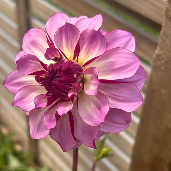 MW-A1 Cassis-esque Seedling Dahlia - Maxwelton's 1st year seedling