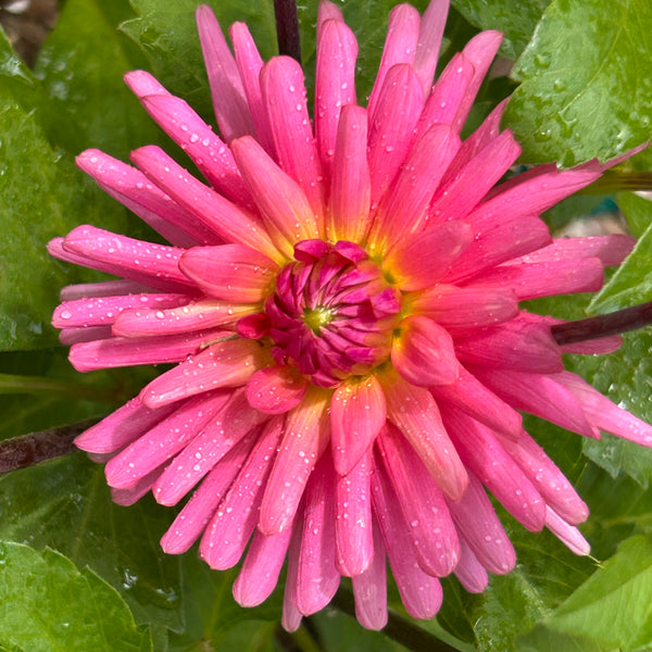Pink Kerkrade dahlia