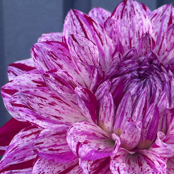 Santander dahlia