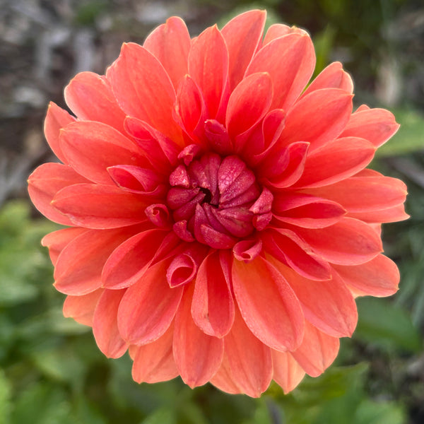 Belinda’s Bloomers Dahlia Seeds for Sale