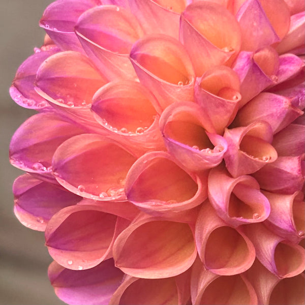 Caitlin's Joy - Purple/Peach Ball Dahlia