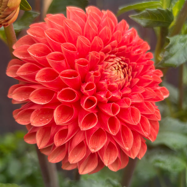 Belinda’s Bloomers Dahlia Seeds for Sale